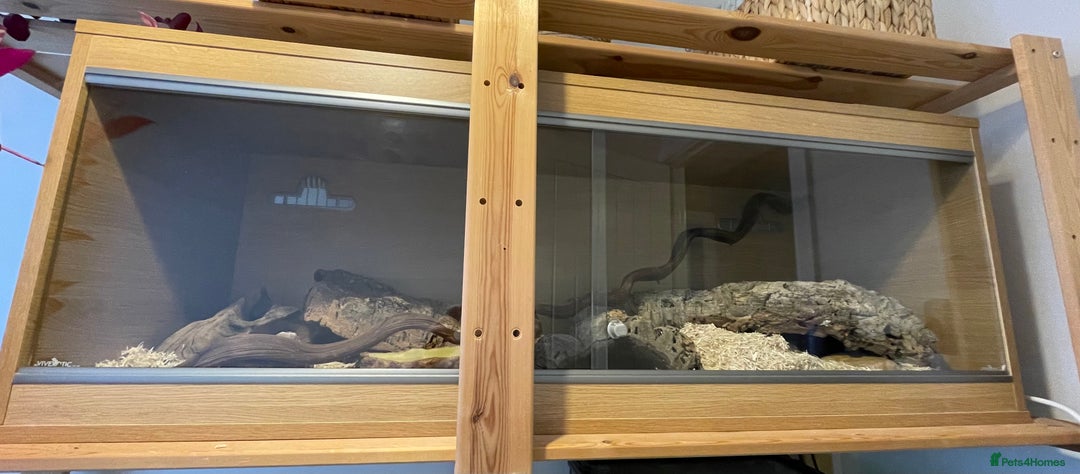 Corn Snake reptiles for sale: Caramel Corn Snake with vivarium  - Advert 2