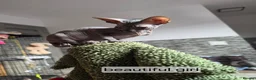 Sphynx cats for sale: Beautiful  Sphynx kitten for sale  - Advert 2