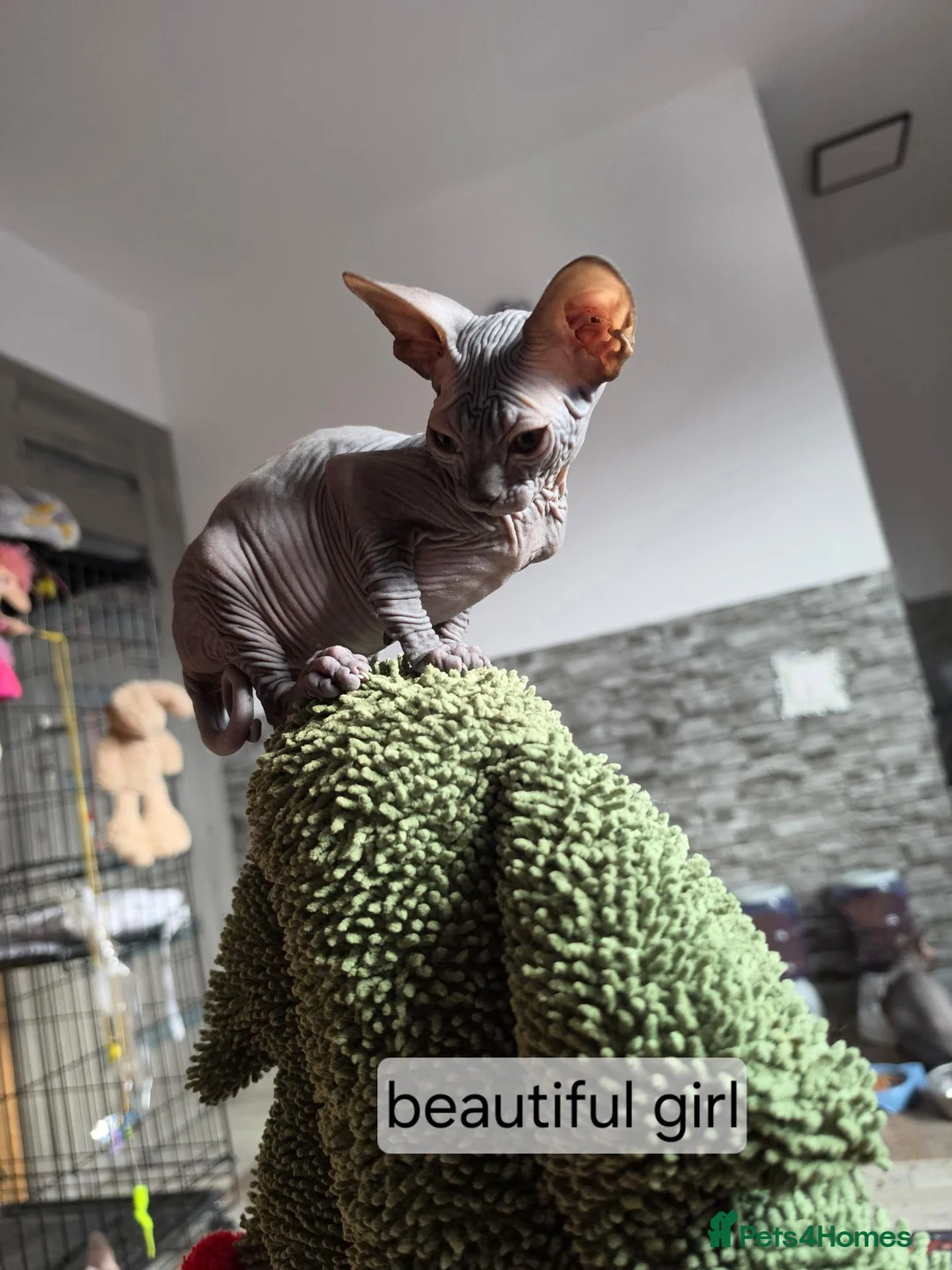 Sphynx cats for sale: Beautiful  Sphynx kitten for sale  - Advert 2