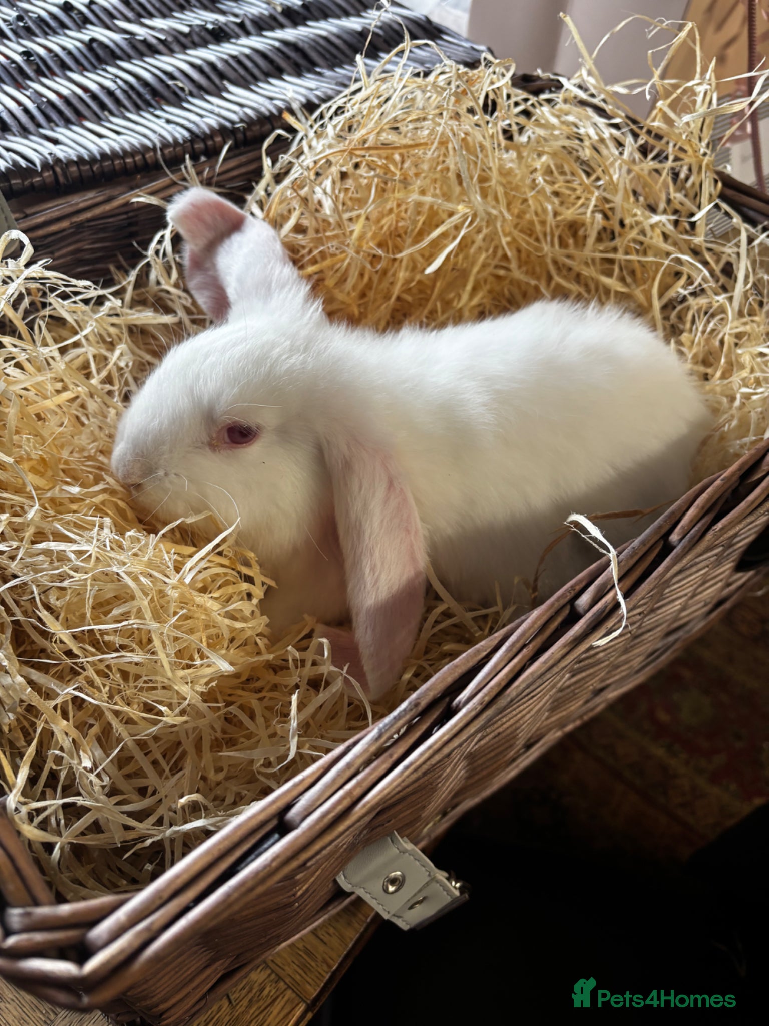 French Lop rabbits Beautiful baby giant lops - Advert 3