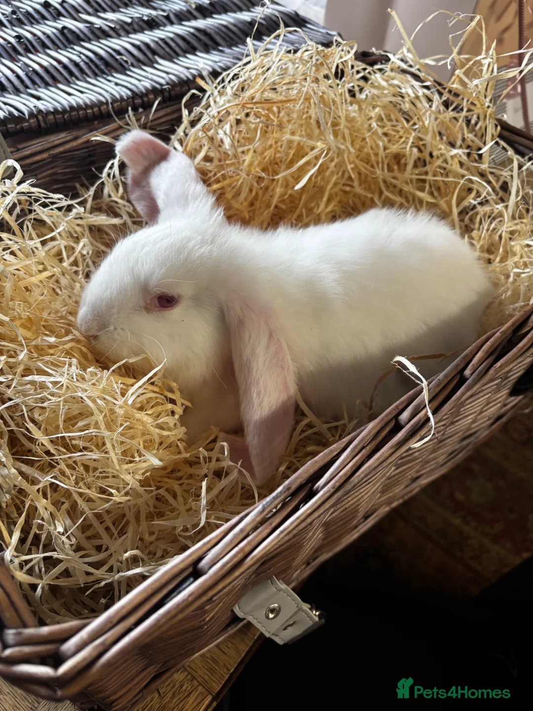 French Lop rabbits for sale: Beautiful baby giant lops - Advert 2