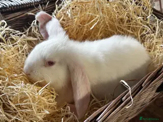 French Lop rabbits Beautiful baby giant lops - Advert 3