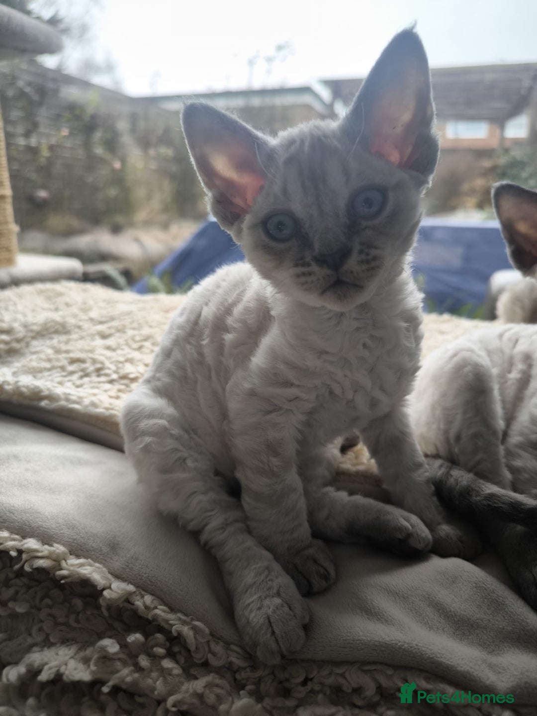 Devon Rex cats for sale: Devon Rex💕Blue Point Lynx Girl🩷Blue Point Boy💙 - Advert 21