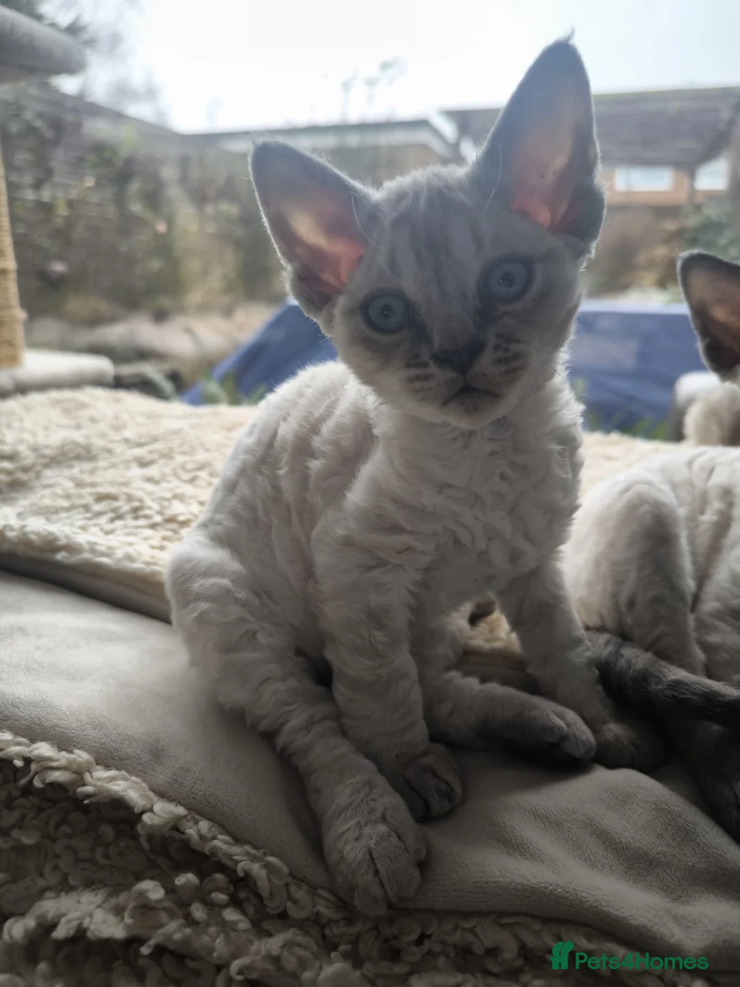 Devon Rex cats for sale: Devon Rex💕Blue Point Lynx Girl🩷 - Advert 23