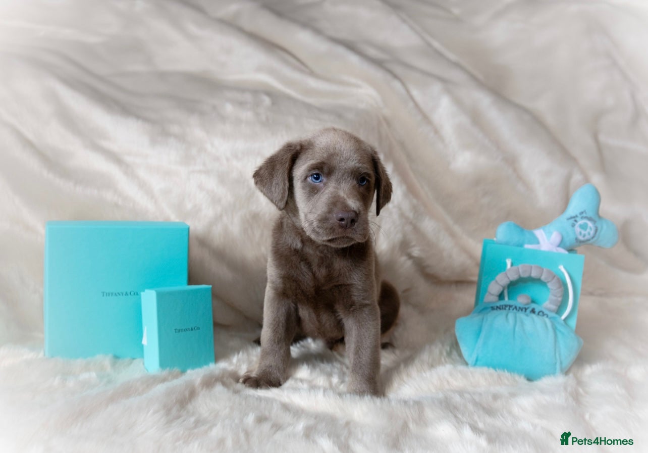 Labrador Retriever dogs Stunning Pure Pedigree Silver Labrador Puppies - Advert 1