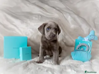 Labrador Retriever dogs Stunning Pure Pedigree Silver Labrador Puppies - Advert 1