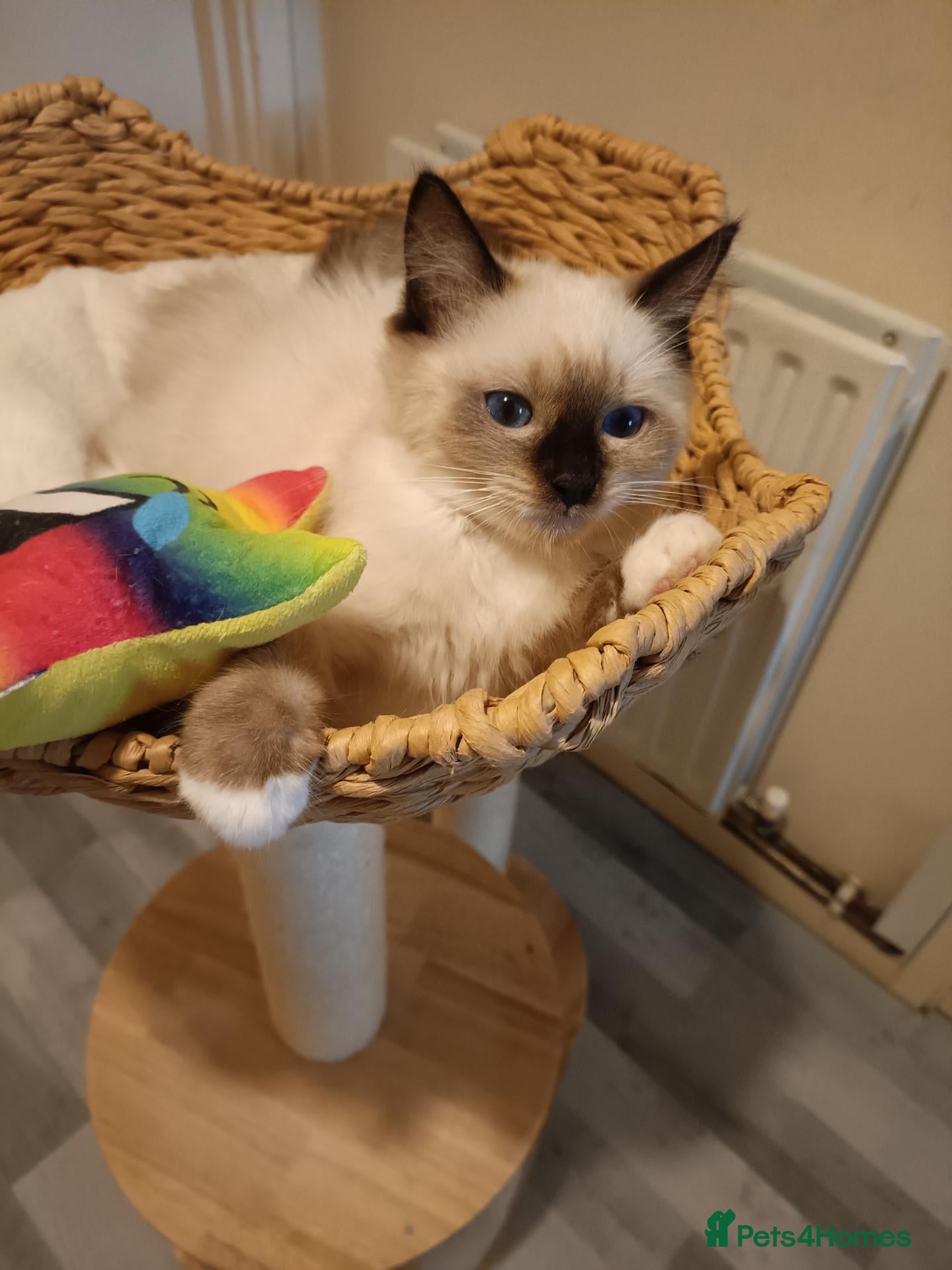 Ragdoll cats Ready active kittens Champion status Dad - Advert 6
