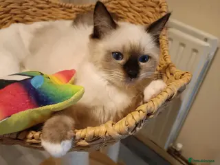 Ragdoll cats Ready active kittens Champion status Dad - Advert 6