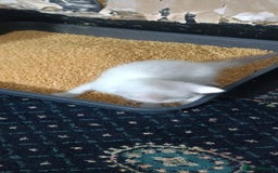 Ragdoll cats for sale: 3 quarters RAGDOLL KITTENS FOR SALE £150 - Image 16