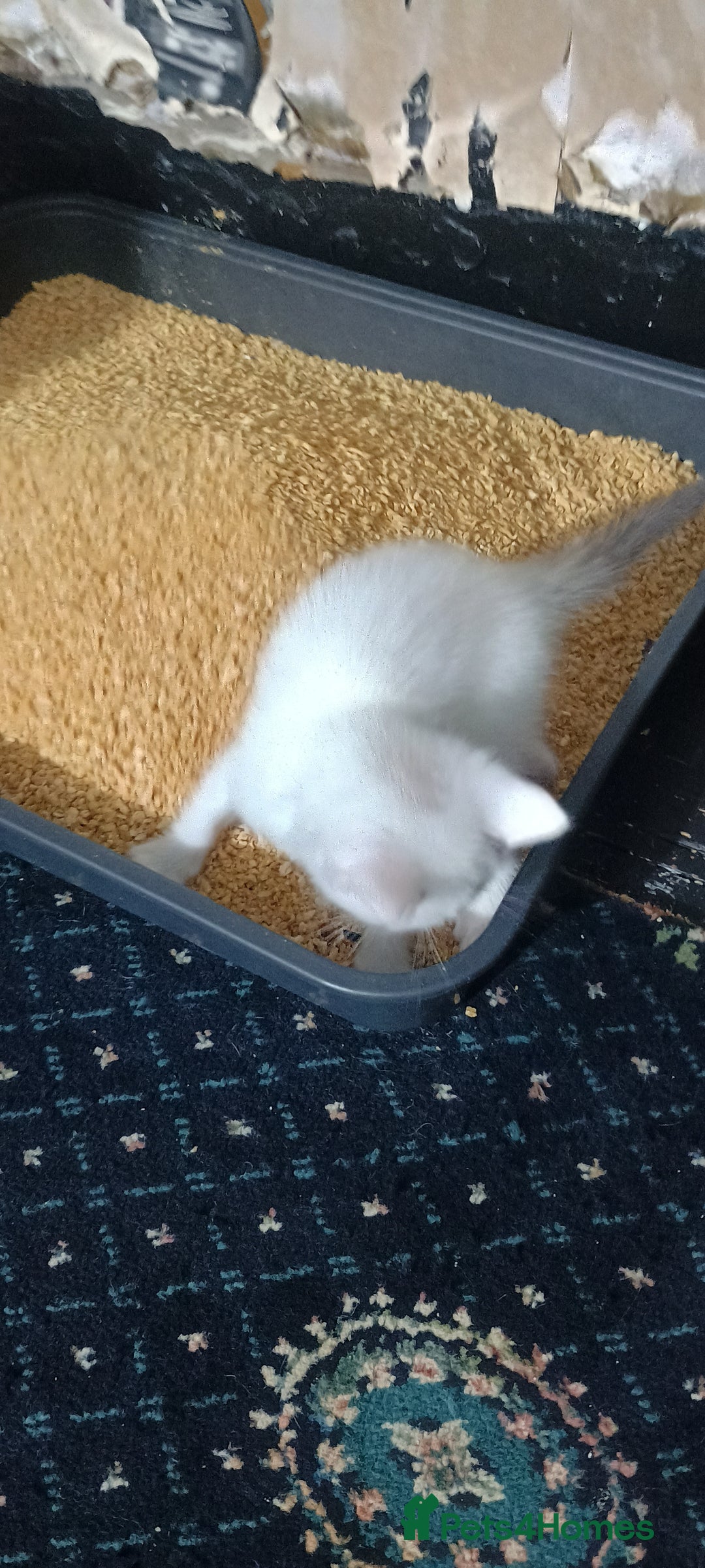 Ragdoll cats for sale: 3 quarters RAGDOLL KITTENS FOR SALE £150 - Image 16