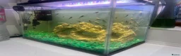 Plecos fish for sale: Baby plecos  in Tredegar - Advert 2