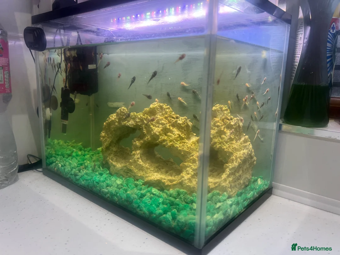 Plecos fish for sale: Baby plecos  in Tredegar - Advert 2