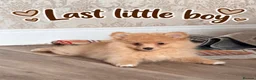 Pomeranian dogs for sale: Ready now Last little Boy … Pomeranian puppies  - Advert 2