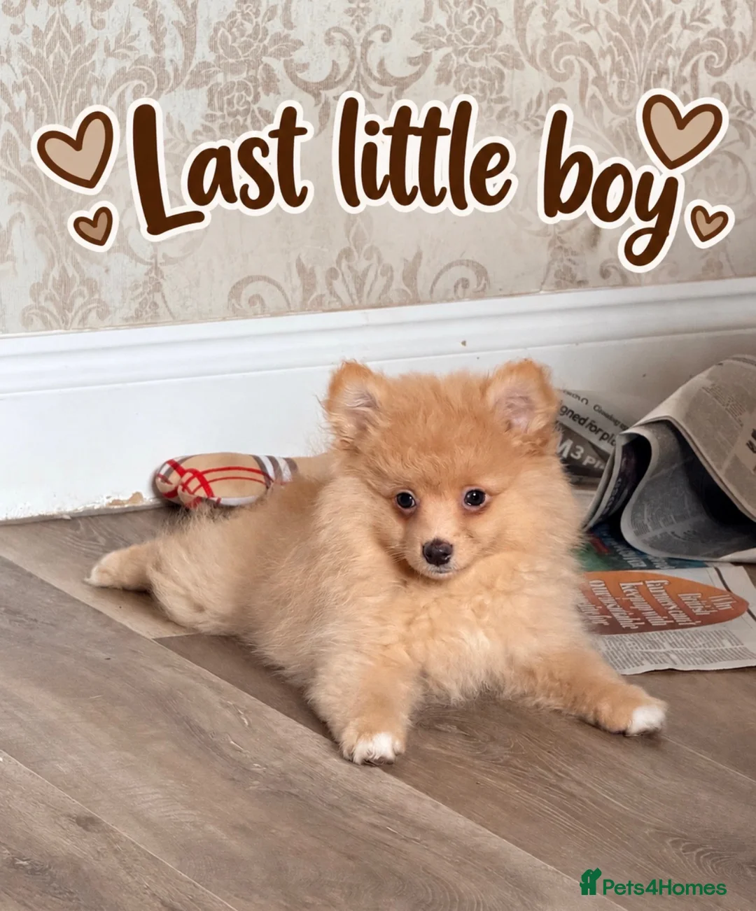 Pomeranian dogs for sale: Ready now Last little Boy … Pomeranian puppies  - Advert 2