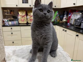 British Shorthair cats READY TO LEAVE😽Full Pedigree Registered BSH🌷 - Advert 15