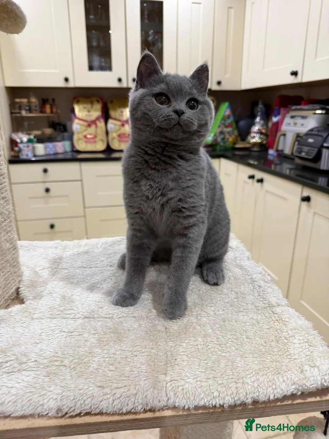 British Shorthair cats for sale: READY TO LEAVE😽Full Pedigree Registered BSH🌷 - Advert 4