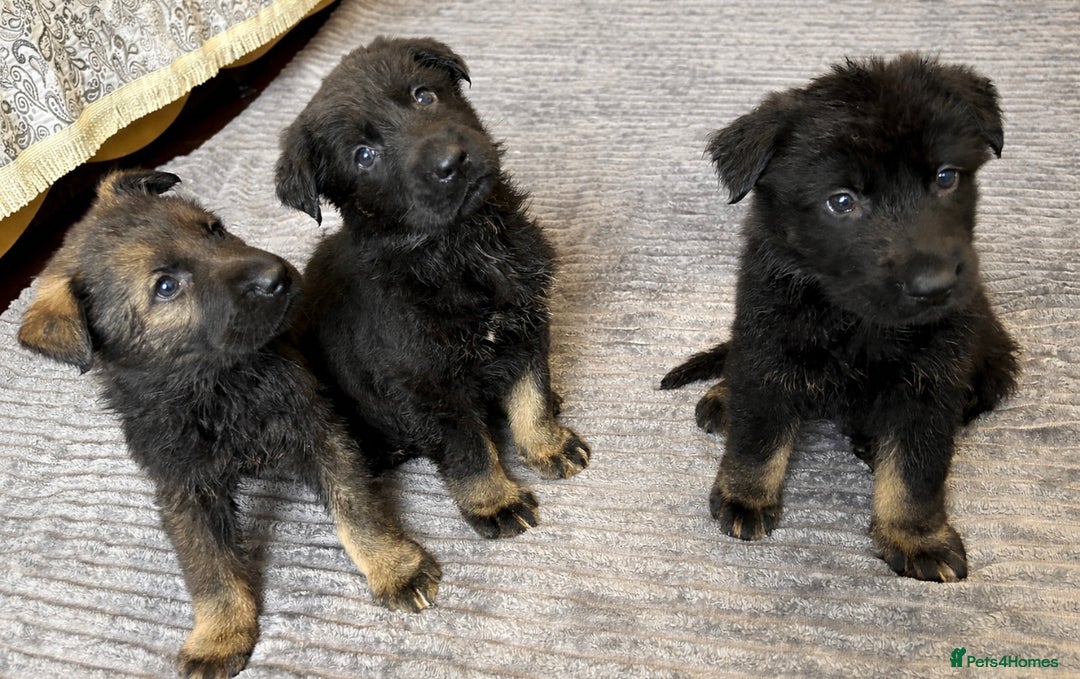 German Shepherd dogs for sale: Stunning German Shepard Pups  - Advert 2