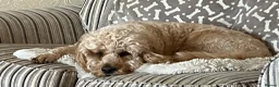 Cockapoo dogs for sale: 2 year old Cockapoo in Ayr - Advert 6