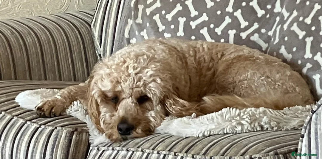 Cockapoo dogs for sale: 2 year old Cockapoo in Ayr - Advert 6