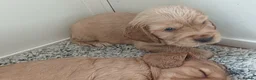 Cocker Spaniel dogs for sale: Show type cocker spaniel puppies  - Advert 10
