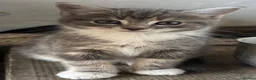 Mixed Breed cats for sale: Gorgeous grey kittens  - Advert 5