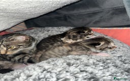 Mixed Breed cats for sale: Adorable kittens ready for loving homes! - Image 16