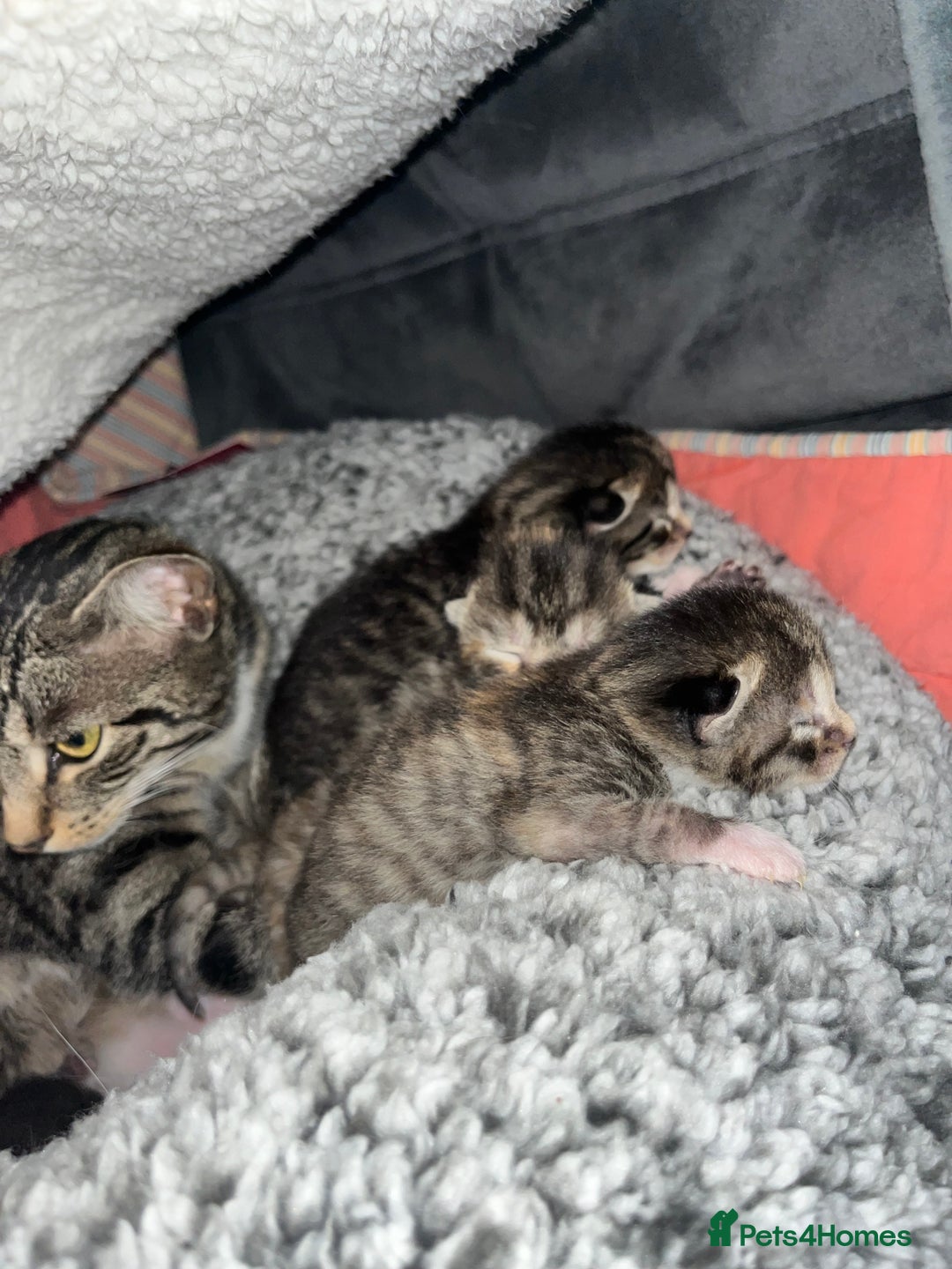 Mixed Breed cats for sale: Adorable kittens ready for loving homes! - Image 16