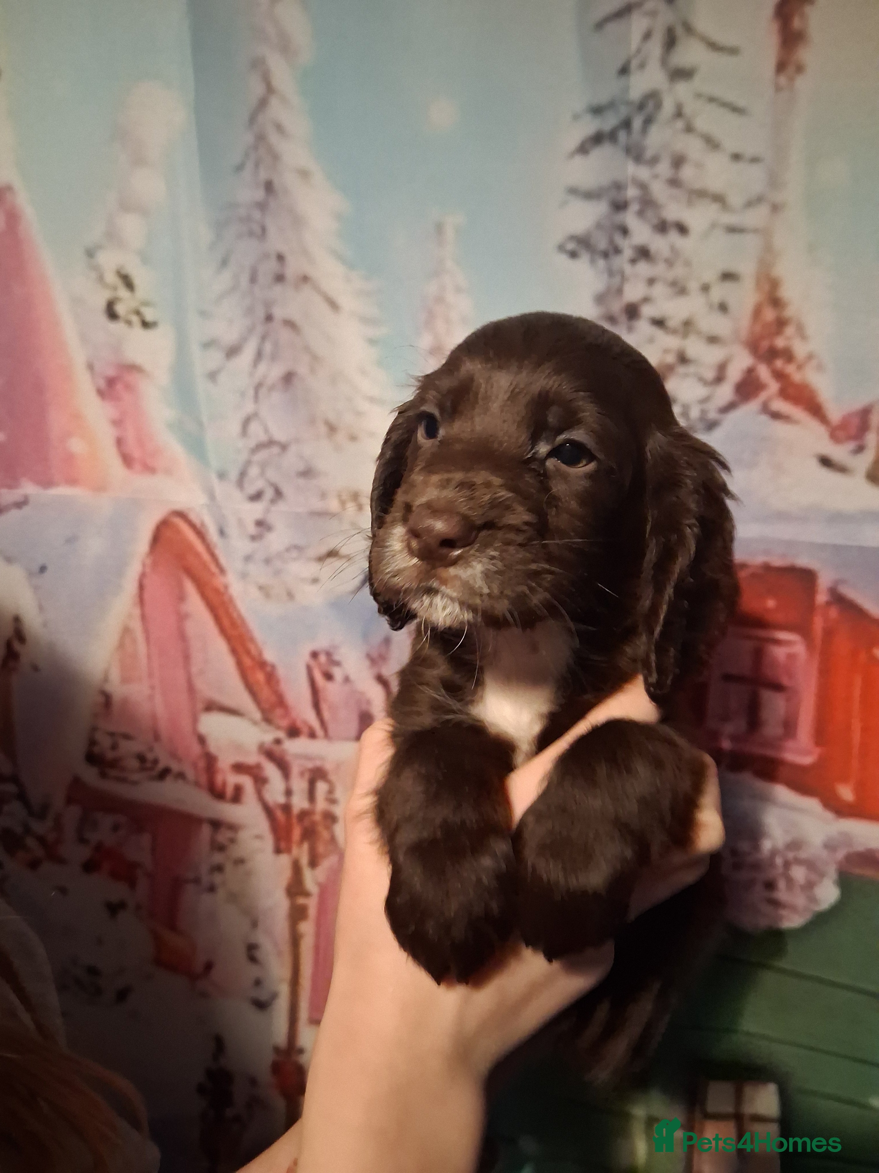 Cocker Spaniel dogs beautiful cocker spaniels 1 brown boy left  - Advert 6