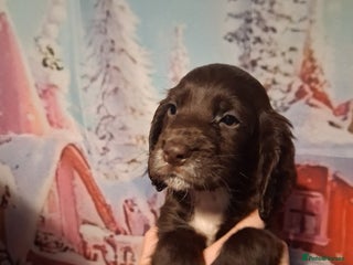 Cocker Spaniel dogs beautiful cocker spaniels 1 brown boy left - Advert 4