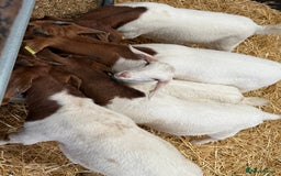 Goats livestock for sale: Boer Wethers - Image 2