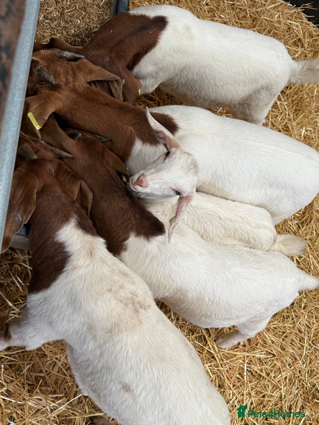 Goats livestock for sale: Boer Wethers - Image 2