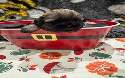 Shih Tzu dogs for sale: shih tzu F1 puppies  - Advert 5