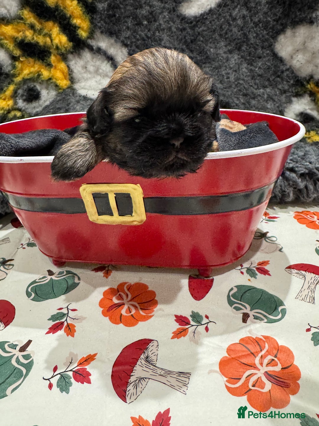Shih Tzu dogs for sale: shih tzu F1 puppies  - Advert 5