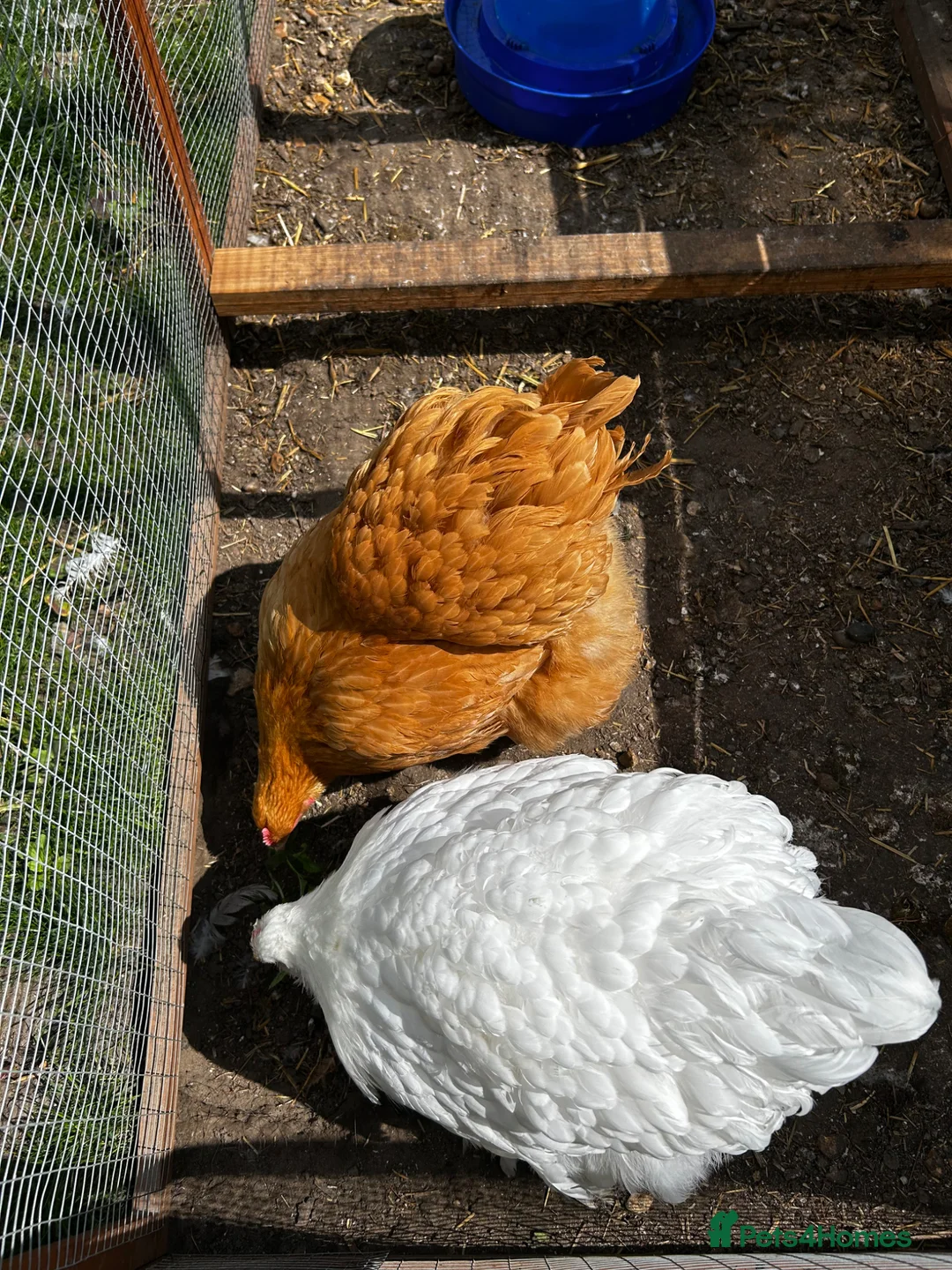 Chickens poultry for sale: 3 point of lay hens  - Advert 8