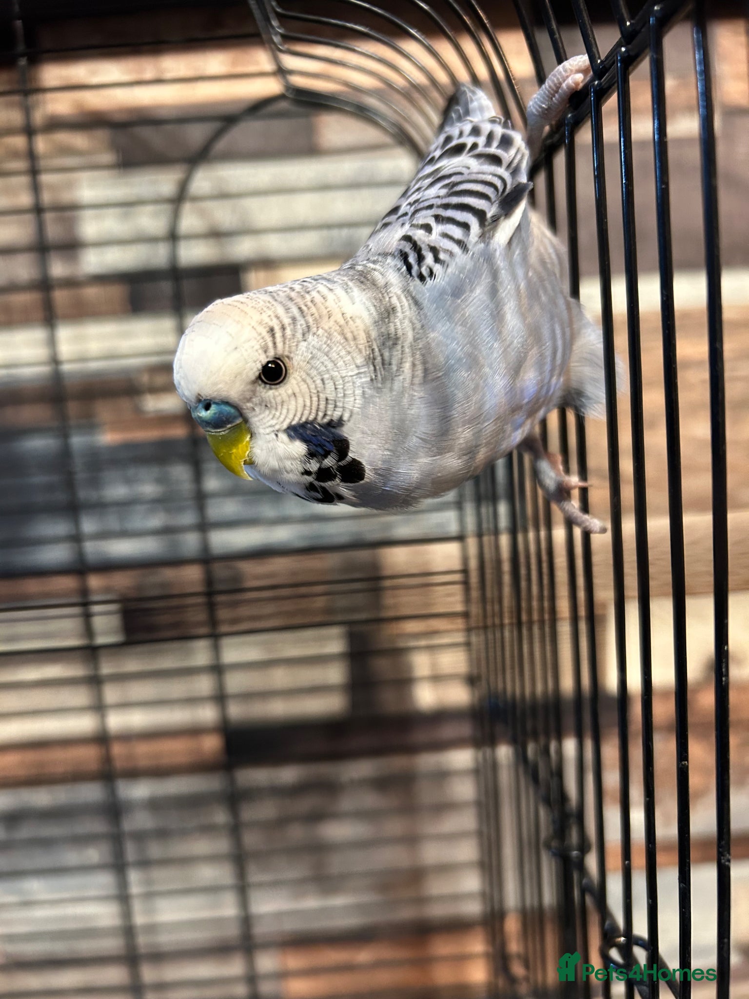 Budgerigars birds Male budgies  - Advert 12