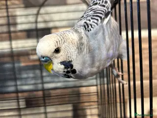 Budgerigars birds Male budgies - Advert 12