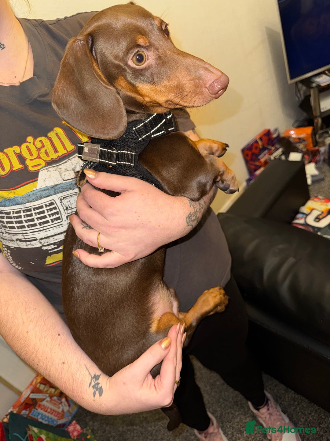 Miniature Dachshund dogs for sale: Dachshund brown male 6 months - Advert 1