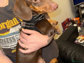 Miniature Dachshund dogs Dachshund brown male 6 months - Advert 1