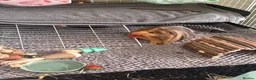 Guinea Pig rodents for sale: Two male guinea pigs!  in Stoke-on-Trent - Advert 1