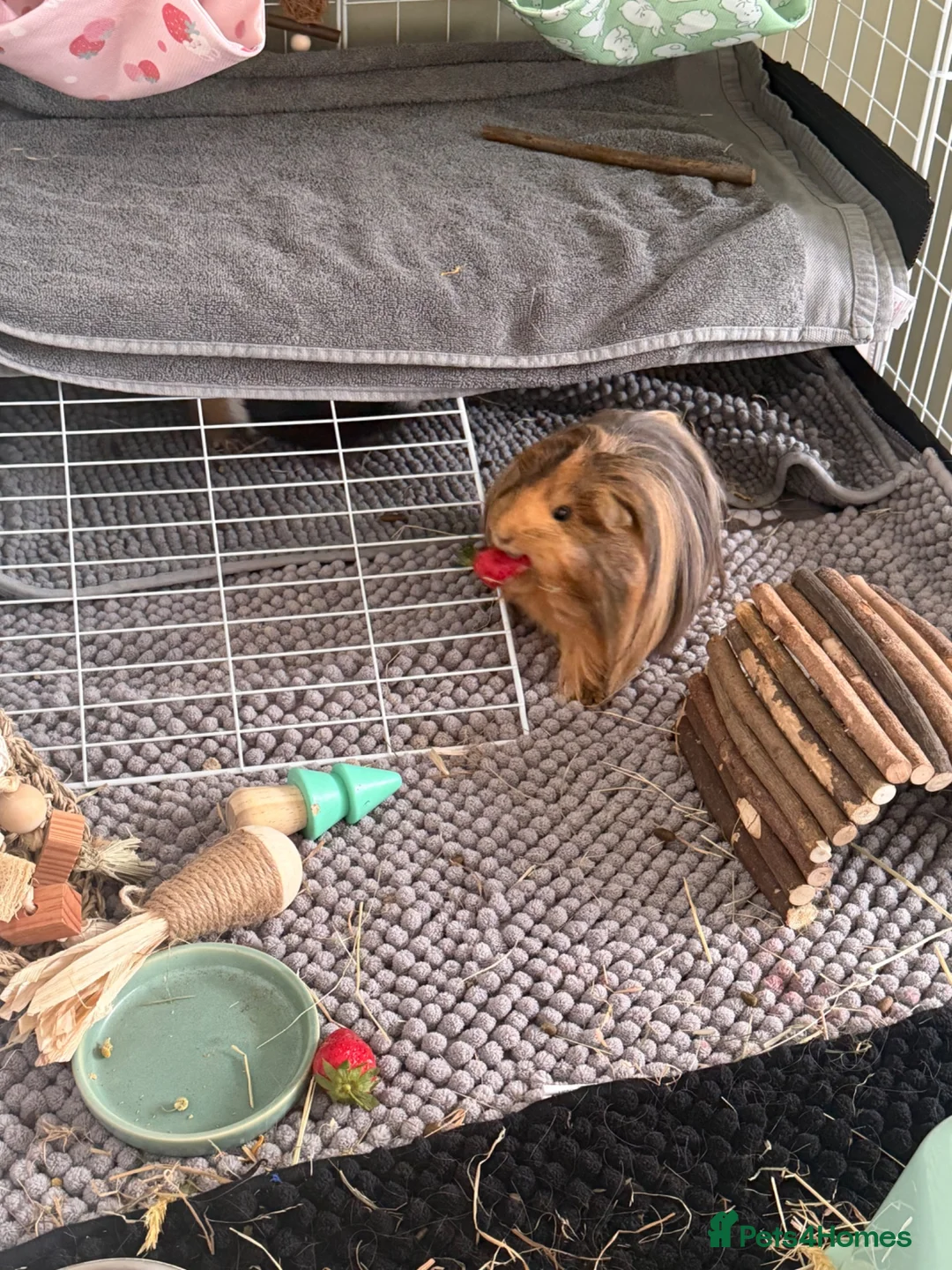Guinea Pig rodents for sale: Two male guinea pigs!  in Stoke-on-Trent - Advert 1