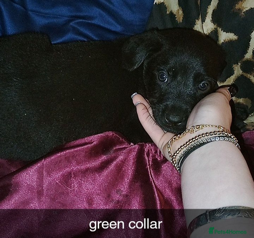 Mixed Breed dogs for sale: 10 lovely pups will be ready to go this week - Image 5