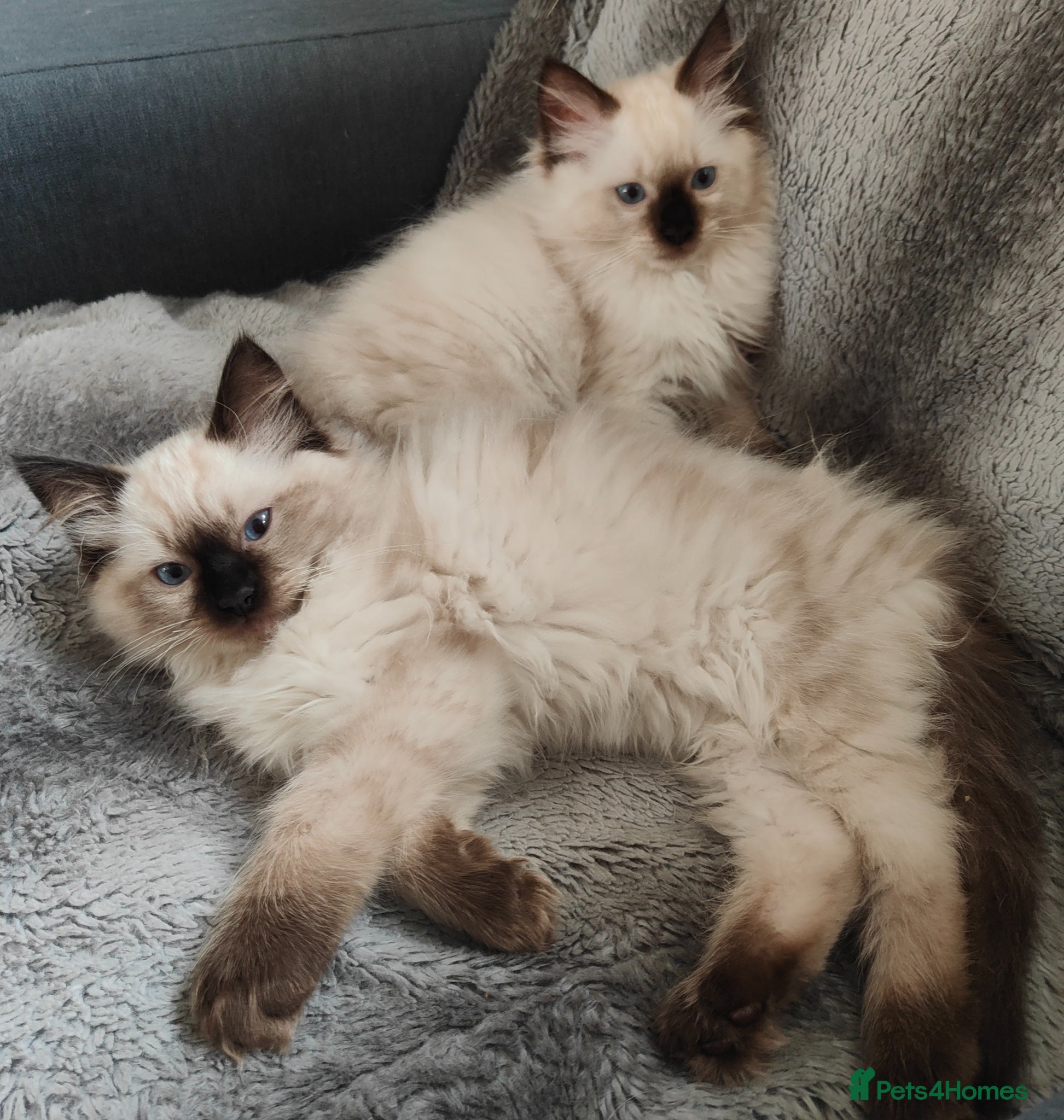 Ragdoll cats for sale: Ragdoll kittens  - Advert 4