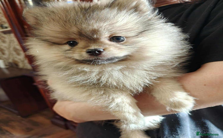 Pomeranian dogs for sale - Advert 1