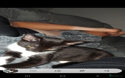 Maine Coon cats for sale: Female kitten  - Image 4