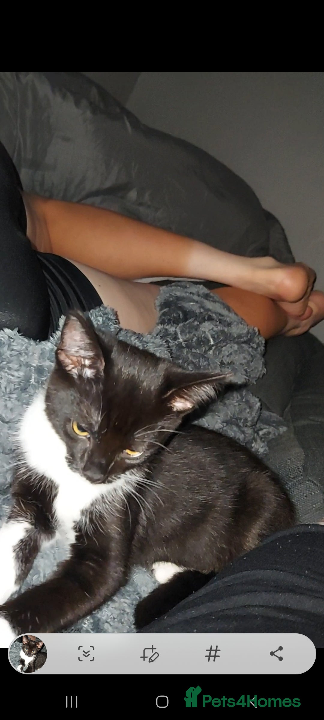 Maine Coon cats for sale: Female kitten  - Image 4