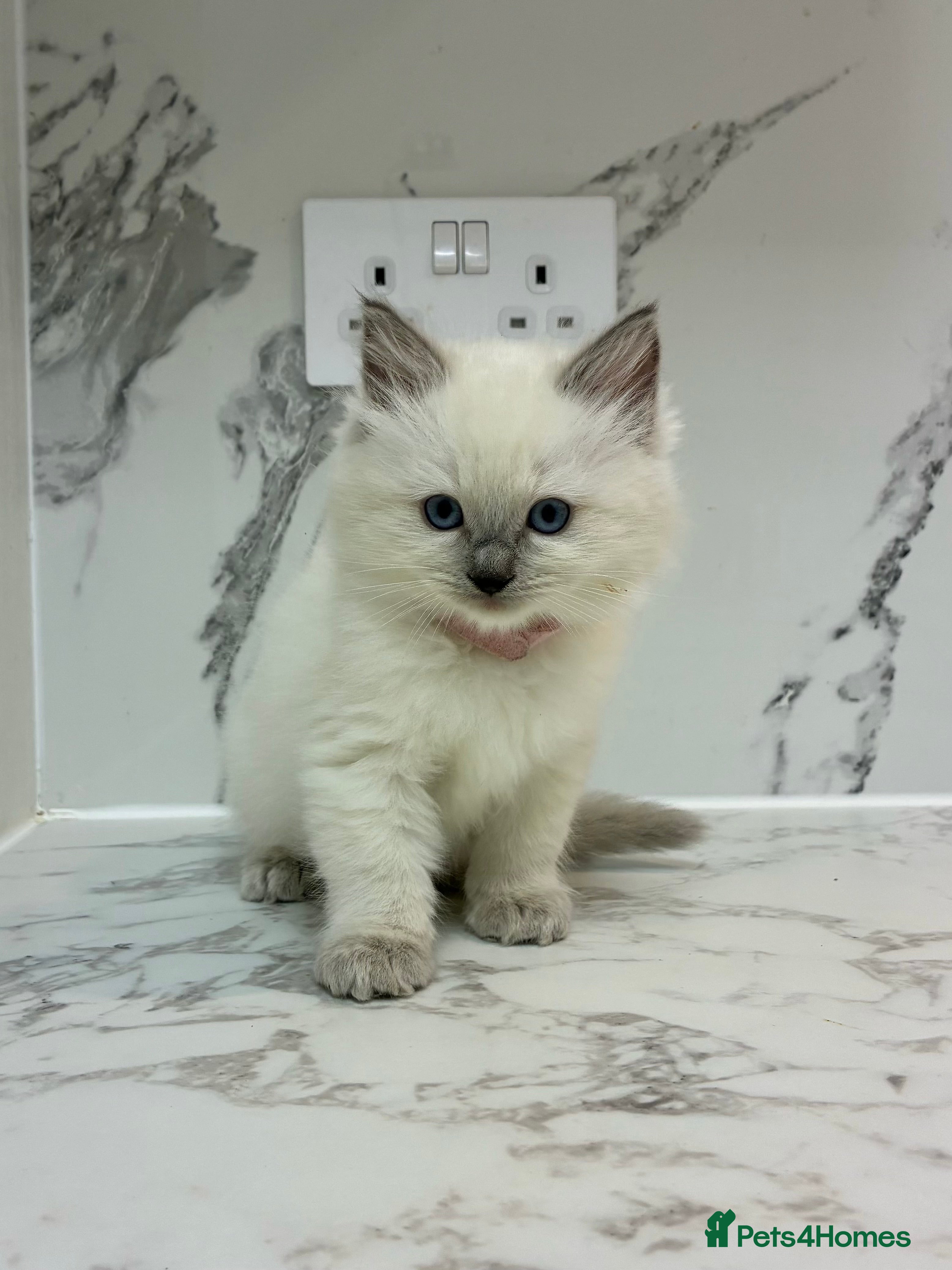 Ragdoll cats 🐾 1 Ragdoll Kitten (F) Left! - Parents GCCF 🐾 - Advert 12