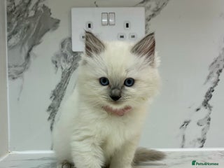 Ragdoll cats 🐾 2 Ragdoll Kittens Left! - Parents GCCF 🐾 - Advert 15