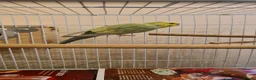 Budgerigars birds for sale: Male Budgerigar for sale in Slough - Advert 3