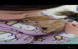 Mixed Breed cats for sale: 9 week old bby boy  - Image 6