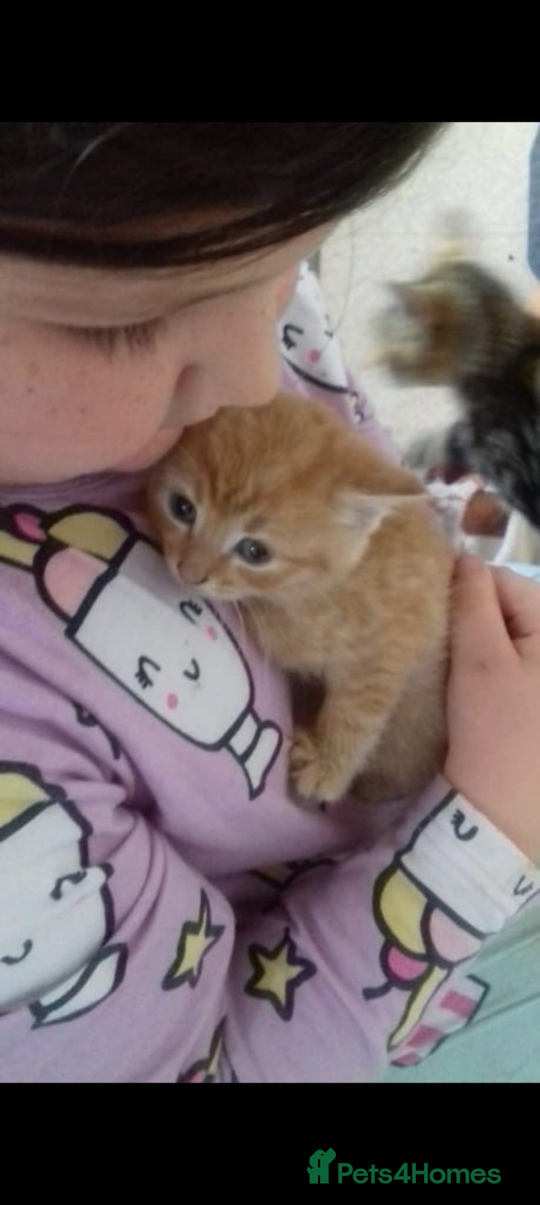 Mixed Breed cats for sale: 9 week old bby boy  - Image 6